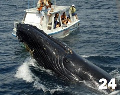 500x396Ecuador - ballenas