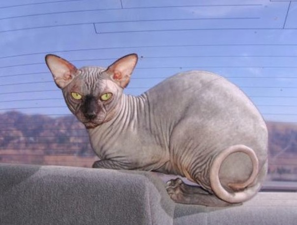 sphynx_cats_1a