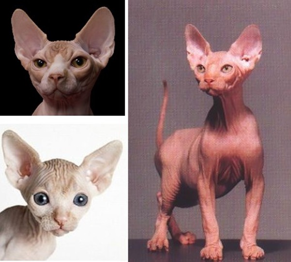 sphynx_cats_2a1