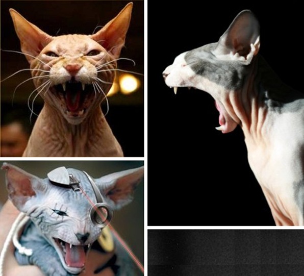 sphynx_cats_3a11