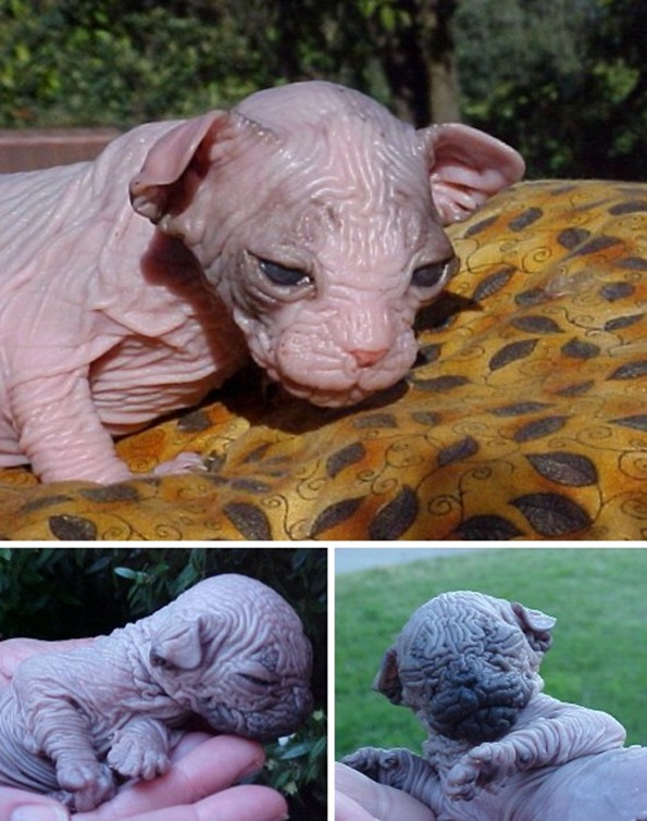 sphynx_cats_4a