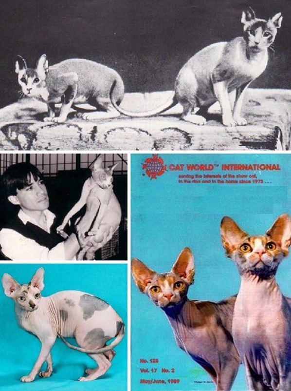 sphynx_cats_5a