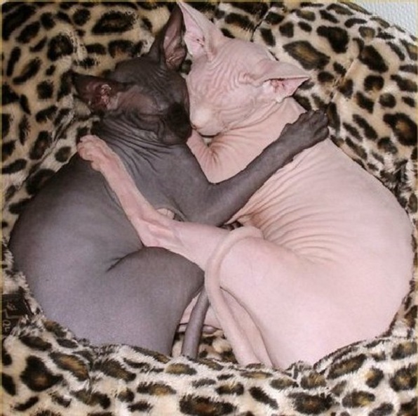 sphynx_cats_6a