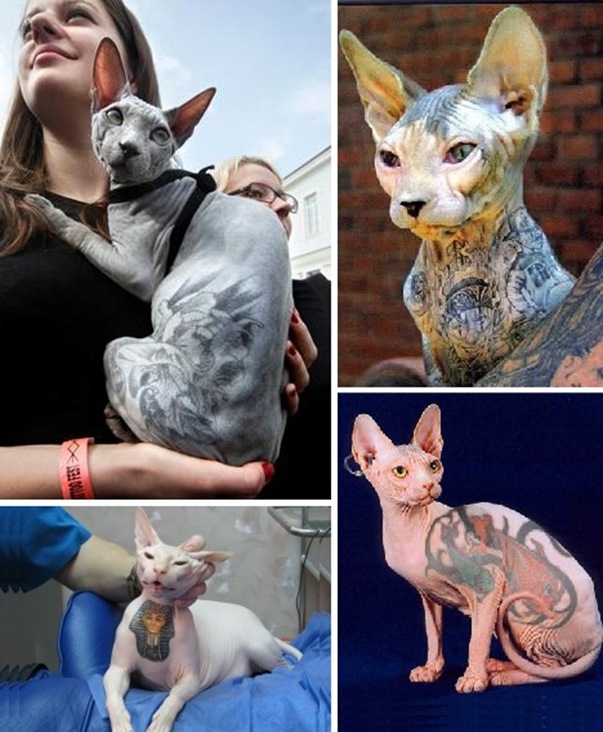 sphynx_cats_7a
