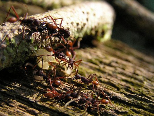 formigas (1)