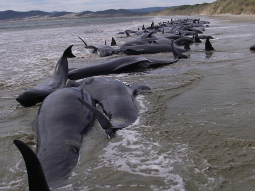 baleias-mortas-nova-zelandi