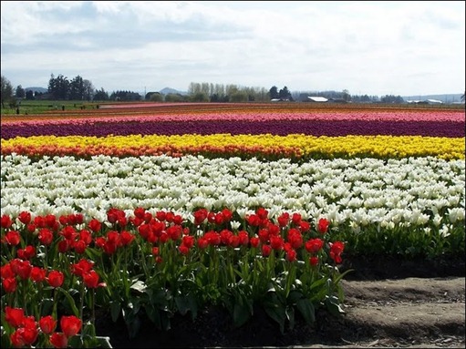 tulip-fields02