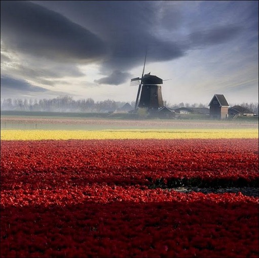 tulip-fields10