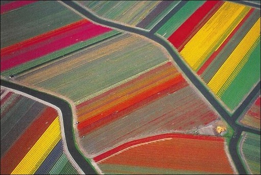 tulip-fields27