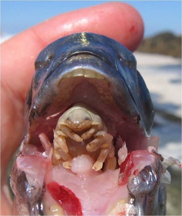 A pulga (do mar) devoradora de línguas