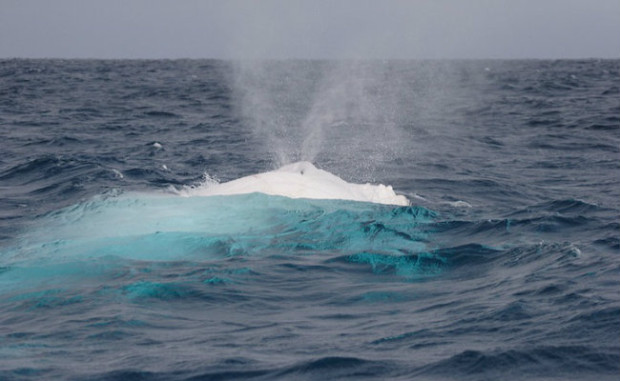 Foto: Reprodução/Migaloo White Whale