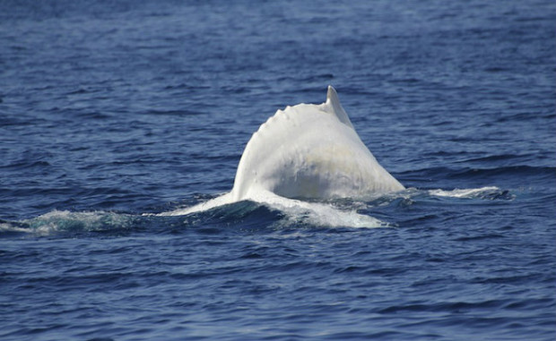 Foto: Reprodução/Migaloo White Whale