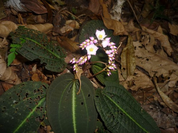 Bertolonia duasbocaensis. Foto: Renato Goldenberg 