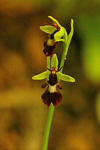200px-Fly_Orchid_(Ophrys_insectifera)_-_geograph.org.uk_-_1330567