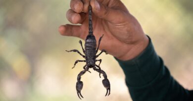 person holding a scorpion